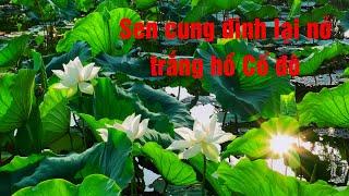 Sen Ngự lại nở trắng hồ Tịnh Tâm | Hoa Sen trắng | White Lotus