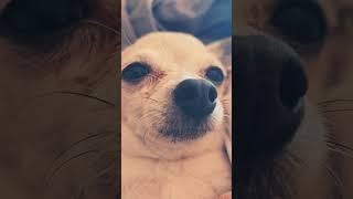 #funny chihuahua #MRS MIA