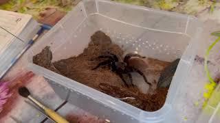 О пауке птицееде- Brachypelma vagans| содержание, кормление, уход, краткий обзор