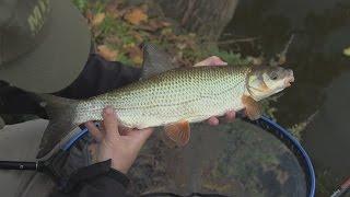 Snadno a rychle 1 (Short feeder fishing on river)