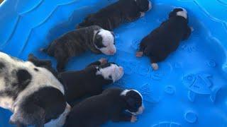 American Bulldog puppies Day 9 Neyland x Laurel 2024