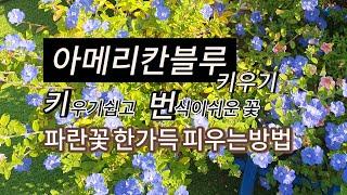 아메리칸블루키우기 / 가지치기,번식,물주기등/꽃많이피우는방법