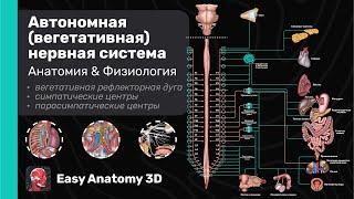 Автономная (вегетативная) нервная система | Вегетативная рефлекторная дуга | Easy Anatomy 3D