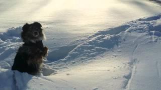 Skylar the Aussie with cold paws!