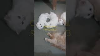 Cute white kittens in jaipur #youtubeshorts #shortsviral #persiancatcorner