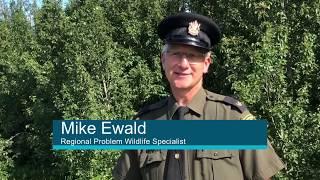 Wildlife immobilization and relocation - Alberta Fish and Wildlife Enforcement