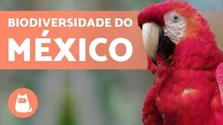 10 ANIMAIS DO MÉXICO em perigo de extinção