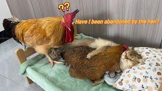 So funny and cute! The rooster doesn't allow the cat to hug the hen to sleep. The rooster is angry