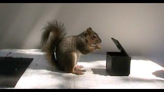 Animal Behavior Research on Fox Squirrels