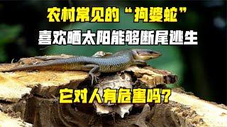 農村常見的“狗婆蛇”，喜歡曬太陽能斷尾逃生，它對人有危害嗎？