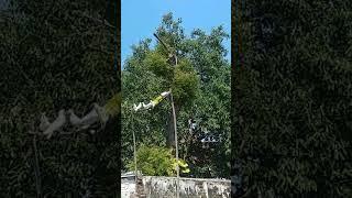 pigeon landing #youtubeshorts #pigeon #shortsfeed #subscribe #kabootar #kabutar #bird #pigeonlove