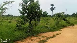 Farm Land in Kolanpaka Yadadri...........20% Discount on Current Price