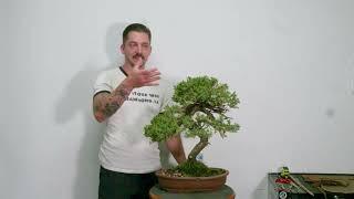 Bonsai 101: Caring For Your First Bonsai