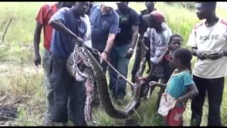preparing snake/ snake/ змея/ как приготовить змею/ экзотическое блюдо/ экстримал/ удав/ отдых/