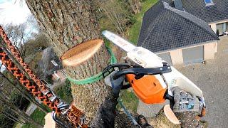 DÉMONTAGE ET ABATTAGE D'UN GROS CHÊNE / STIHL 261 / SILKY