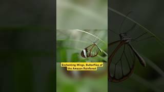 Enchanting Wings, Butterflies of the Amazon Rainforest