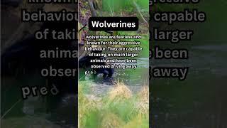 FACTS to KNOW about WOLVERINES: Nature Unleashed!!! #shorts #facts