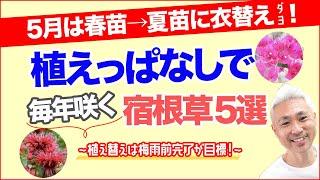 5月は夏苗に衣替え！植えっぱなしで毎年咲く宿根草5選