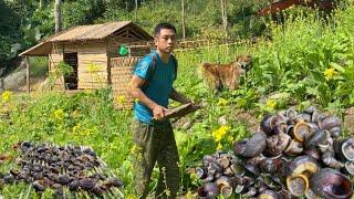 360 days of building a farm, growing vegetables, building a house, living alone in the forest