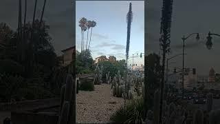 Cactus garden, Beverly Hills, L.A