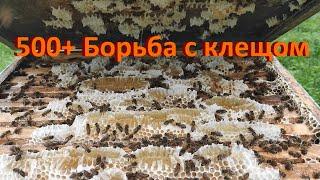 500+ Залог сильных семей - удачная борьба с клещом.