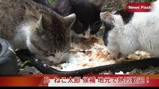 【選挙ニュース速報】猫民党 島ねこ太郎候補　熱烈歓迎２ ／田代島