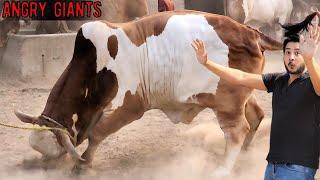 Biggest Brahman Bulls At Decent Cattle Farm - Bakra Eid 2025 - Dangerous Bulls - JNTV Vlogs