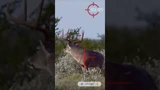 .270 Bullet Train Power️HIT #scopecam #deerhunting #shorts #gunops #viral #bigbuck #caceria #deer