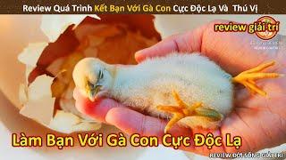 Nhím Cute Review quá trình kết bạn với Gà Con Cực Độc Lạ và Thú Vị || Review Giải Trí Đời Sống