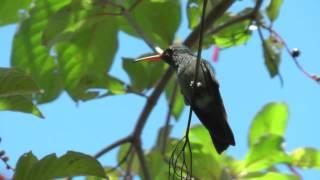 Hummingbird in Belize