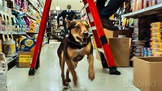 Pitbull brings chaos in a super market  | A Dog's Way Home | CLIP