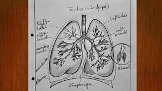 How to draw lungs / Biology diagram / respiratory system anatomy drawing / easy science drawing