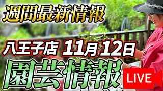 【最新情報】11月12日 グリーンギャラリーガーデンズ入荷情報を一挙公開！【特別版】