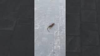 Павловский Посад