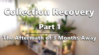 Orchid Collection Recovery - Part 1: The Aftermath