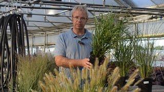 Ornamental Grass Production Tips | Walters Gardens