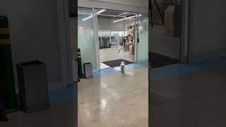 강아지 나올때 안닫히게 강아지 안다치게 자동문 아랫쪽에 센서 달아준 센스있는 회사 반려견동반회사복지클라스