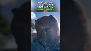San Chan Shiba Baby