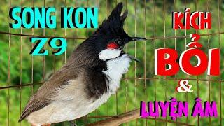 Chào Mào Hót Hay [ GIỌNG KÉP ] | Luyện Giọng Và Kích Bổi Tuyệt Vời | Chào mào song kon/01