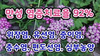 173명의 만성염증과 상처를 90%이상 깨끗이 없애준 약초!