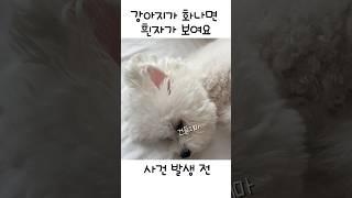 강아지가 화났어요 어떻게 하나요?? #럭키루키 #강아지