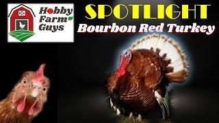 HFG Farm Animal Spotlight: Bourbon Red Turkey