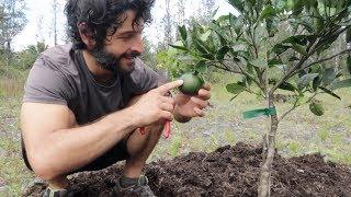 Freebird's Hawaiian Permaculture Orchard (two month update video)