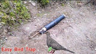 Creative ideas | How to make bird trap that work 100% | practical bird trap