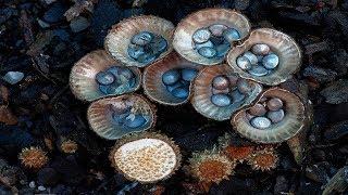 ⟹ Birds Nest Fungi | Crucibulum laeve | Mushrooms, Fungus and Mold