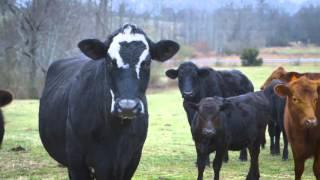 123+/-  Acre Cattle Farm Near Guntersville, Al