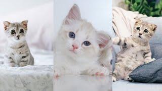 Baby Cats - (Cute and Funny Cat) Videos Compilation #34 | (Rmvideos)