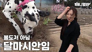 101마리 아니고 두마린데요, 사고는 101마리 달마시안 급ㅋㅣNot 101 But 2, Makes Troubles For 101 Dalmatians LOL