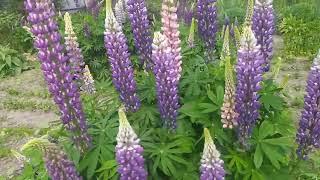 Flowers for the soul - Lupins, beauty