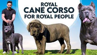 Royal Cane Corso for Royal People, Son Of Champion Mr. Peter - Black Panther